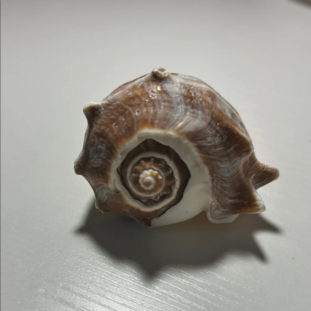 Natural Seashell Collection for Small Pets